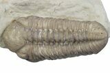 Kainops Trilobite - Black Cat Mountain, Oklahoma #362980-1